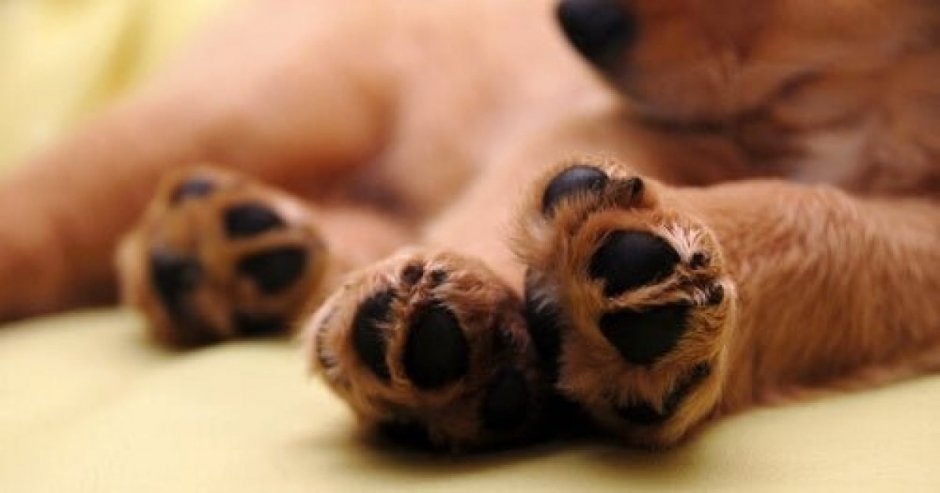 El cachorro tiene cinco meses (Foto: Contexto)